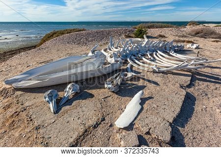 Whale Skeleton And Dolphin Skulls On The Ocean Shore