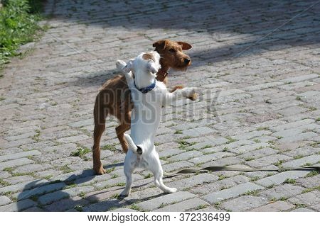 Two Puppy, Playing With Each Other Close Up