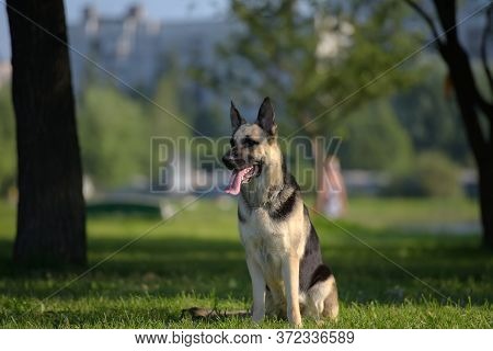 Eastern European Sheepdog Sits On The Grass