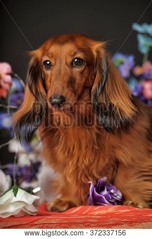Studio Shot Of A Beautiful Long Hair Teckel (dachshund)
