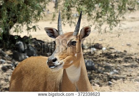 Boselaphus Tragocamelus (antelope Nilgai) In Out Of Africa Wildlife Park