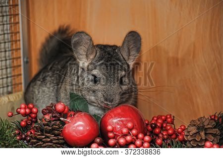 Gray Chinchilla And Christmas Berries