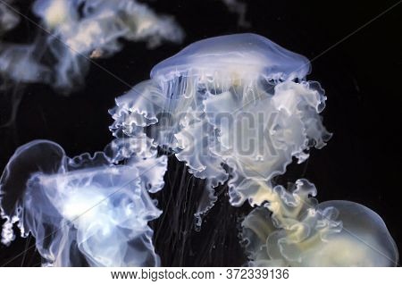 Jellyfish In The Water On Dark Close Up