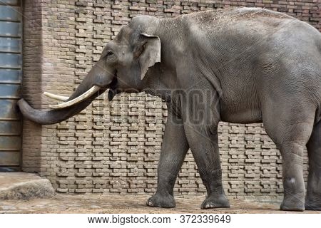The Small Elephant In A Zoo Of Berlin