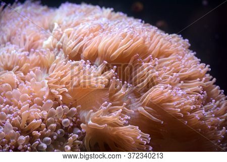 Glowing Algae (seaweed) In Aquarium On Dack Background