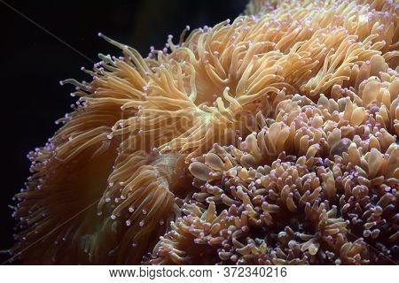Glowing Algae (seaweed)