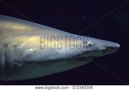Small Caribbean Reef Shark In Aquarium Close Up