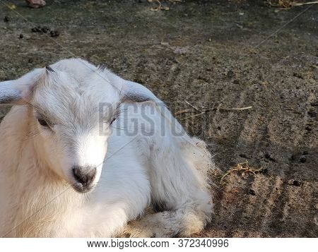 A Small White Goat With Two Horns In The Fold