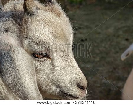 A Small White Goat With Two Horns In The Fold