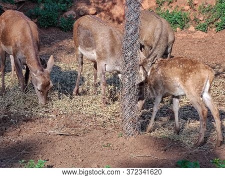 A Group Of Beautiful Deers Standing Together