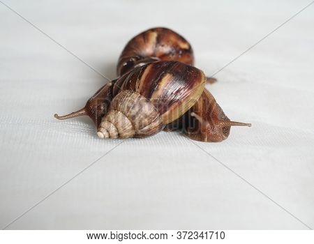 Snail On White Background. Akhatin's Close Up