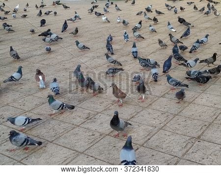 A Group Of Pigeons In A Yard
