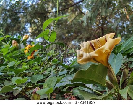 Yellow Flowers So Beautiful In The Forest
