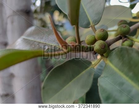 A Strange Green Plants In The Forest