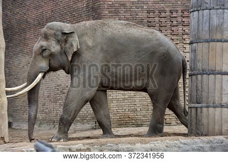 Elephant In The Berlin Zoo