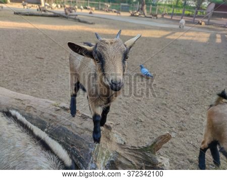 A Goat Standing On A Tree Trunk