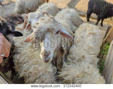 A Group Of White Sheep In The Fold
