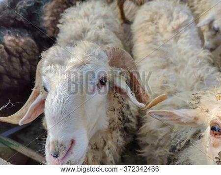 White Sheep With Two Horns In The Fold