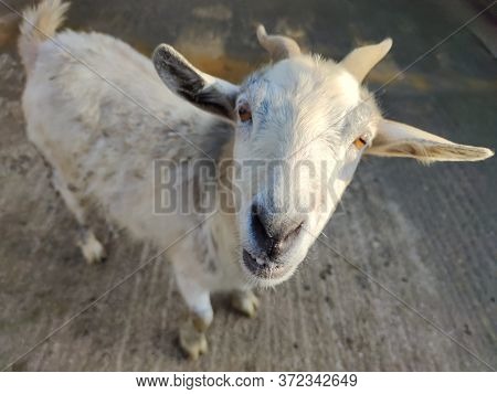 White Goat With Two Horns In The Fold