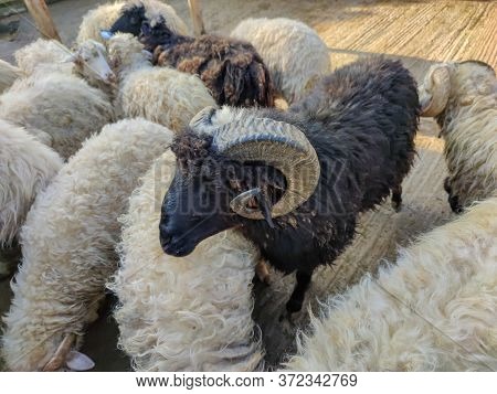A Group Of White And Black Sheep In The Fold
