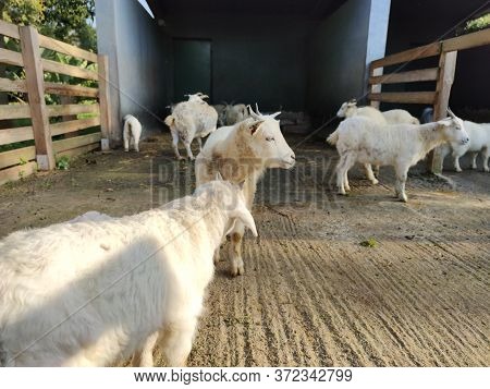 A Group Of Goats Sitting In The Field