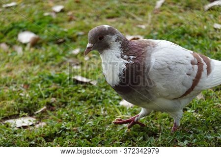 A Brown And White Bird Standing In The Grass