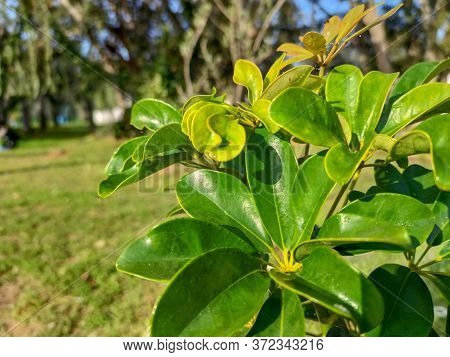 A Beautiful Green Plants In The Forest