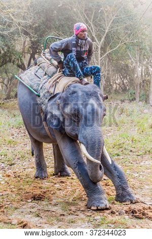 Kaziranga, India - January 30, 2017: Mahout With His Elephant In Kaziranga National Park.