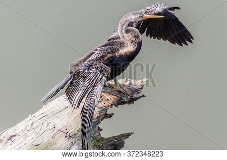 Oriental Darter Or Indian Darter Anhinga Melanogaster In Kaziranga National Park, India