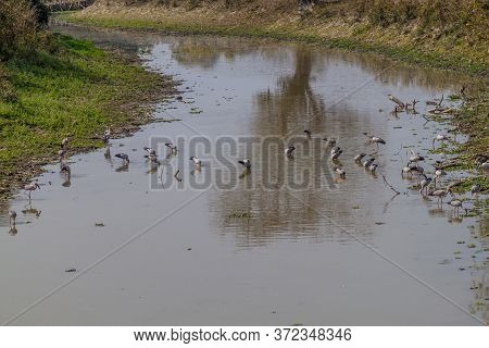 Asian Openbill Stork Anastomus Oscitans In Kaziranga National Park, Assam State, India.