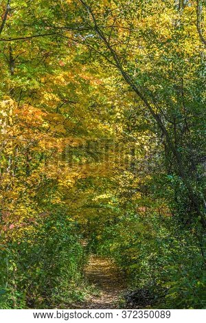Pake In Fall Time Near Toronto, Canada