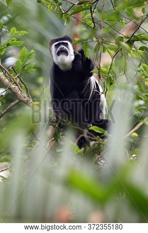 The Mantled Guereza (colobus Guereza), Also Known Simply As The Guereza, The Eastern Black-and-white