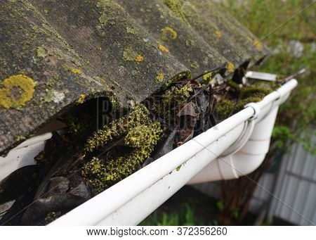 Clogged Roof Gutters And Downspout With Old Leaves, Dirt, Moss And Lichen Causes Roof Leaks And Dama