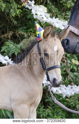 The Heads Of A Brown Mare And A Yellow Foal With Party Hats And Guirlandes In The Trees. Background 