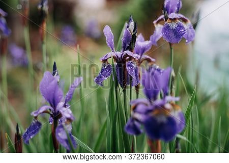Iris Versicolo Or Purple Iris Is Known As The Blue Flag, Harlequin Blueflag, Larger Blue Flag, North