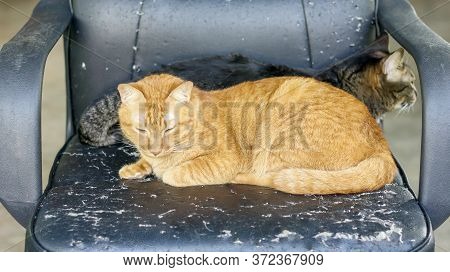 Red Cat And Gray Striped Cat Scratching A Black Chair.