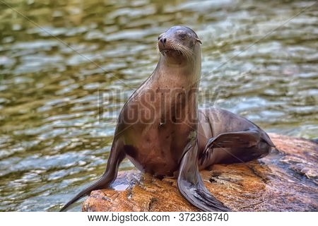 Sea Lion Or Seal Sitting On A Rock.