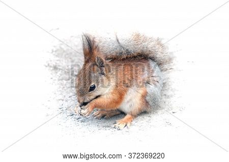 Red Squirrel On Ground