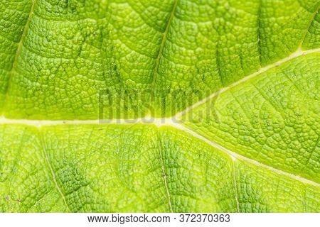 Background Green Textured Vibrant Color Leaf. Graphic Ressource