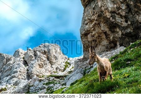 Steinbocks On The Mount Montasio In The Julian Alps, In A Summer Day