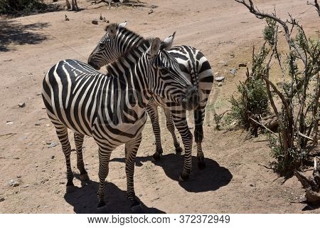 Zebras
