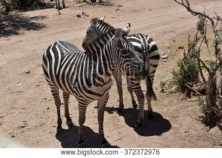 Zebras