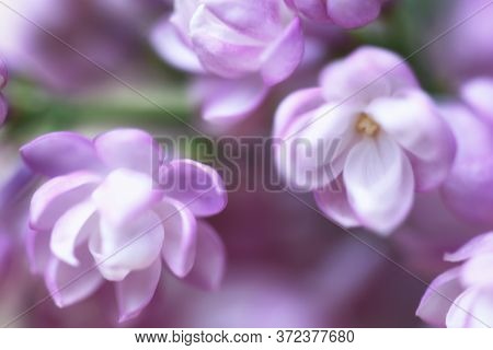 Beautiful Pastel Flowers Close Up. Floral Background