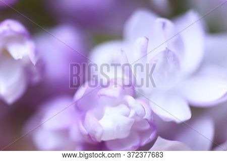 Beautiful Pastel Flowers Close Up. Floral Background
