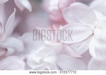 Beautiful Pastel Flowers Close Up. Floral Background