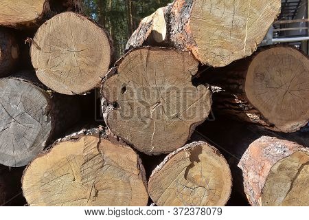 Large Trees Felled