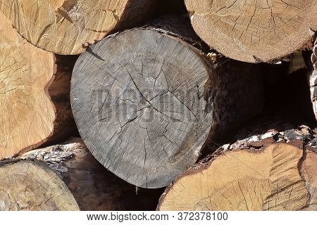 Large Trees Felled