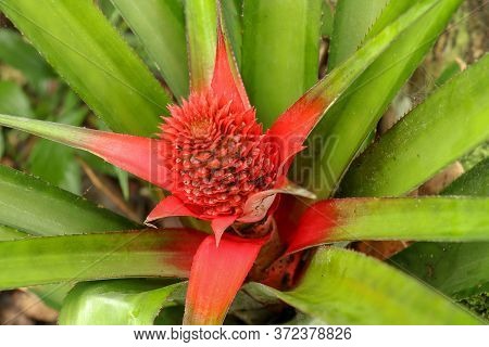 Close Up Of Red Pineapple Flowers Growing On A Tropical Bromeliad Plant With Red Leaves, Bali, Indon