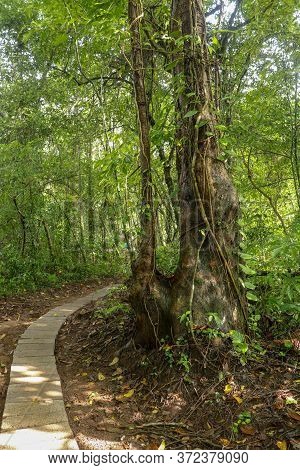 Big Tree In Asian Tropical Rainforest. Green Tree Ferns In Tropical Jungle. Long Creepers Cling To A
