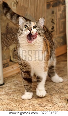 The Cat Is Pleased ,  Lick His Lips